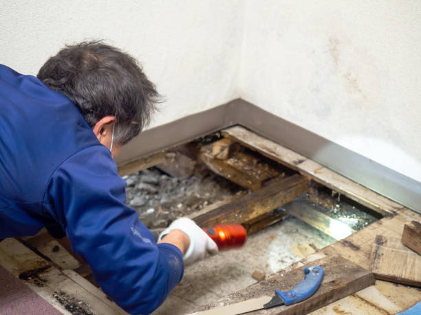 Best Attic Mold Removal  in Shamokin, PA