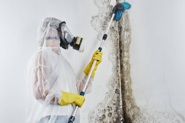 Best Mold Remediation  in Shamokin, PA