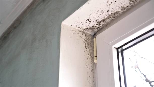 Best Mold Cleaning Services  in Shamokin, PA