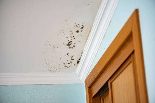 Best Mold Testing  in Shamokin, PA