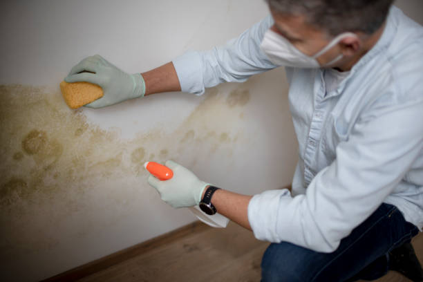 Best Mold Remediation  in Shamokin, PA