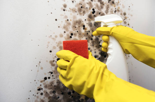 Best Office Mold Removal Services  in Shamokin, PA
