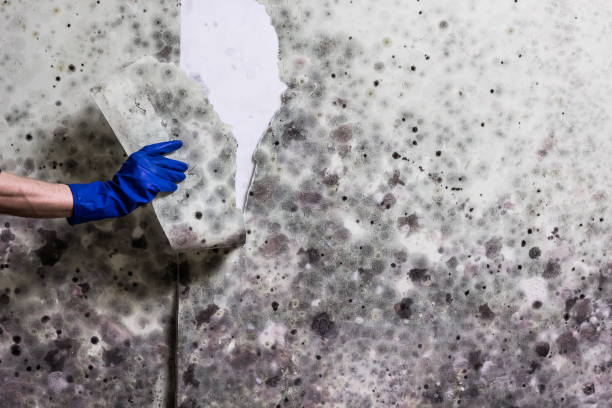 Best Mold Testing  in Shamokin, PA