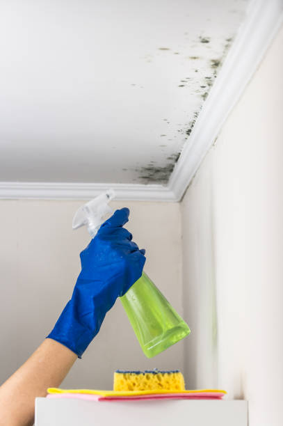 Best Fast Mold Removal  in Shamokin, PA